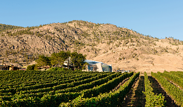 Vineyard Nk’Mip Cellars