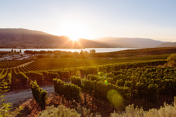 Weinreben und Weingut bei Sonnenuntergang